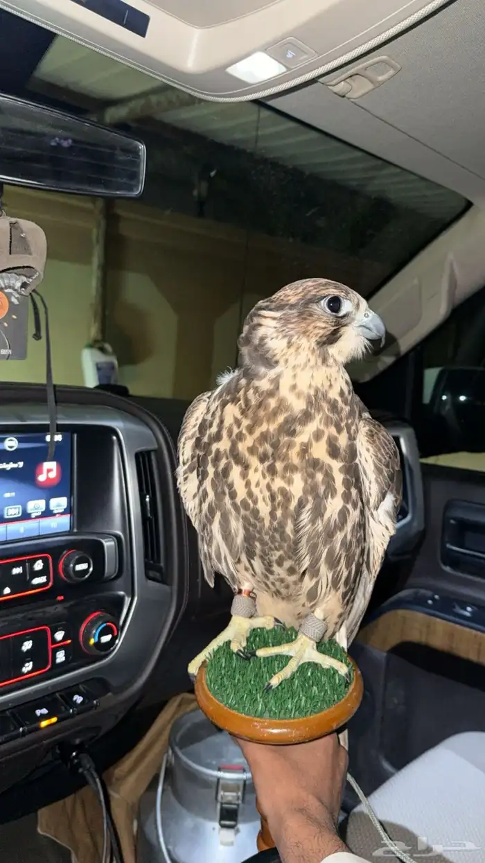 ضايع لي طير في نجران 1