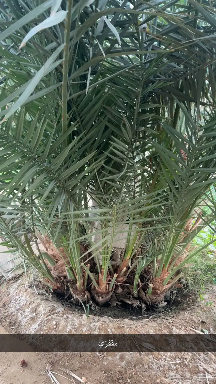 جثيث للبيع بديره ومقفزي وبرني وحمراء عميق ولحق 4