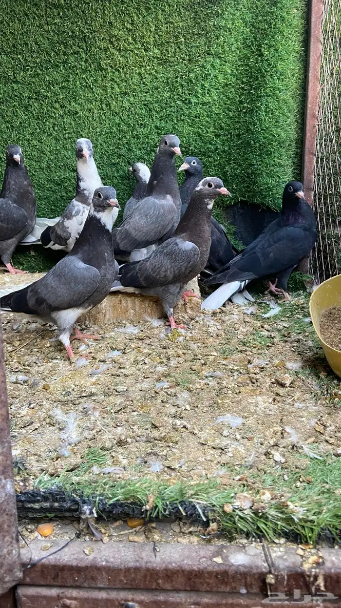 طبات قلابي قطيفي 0