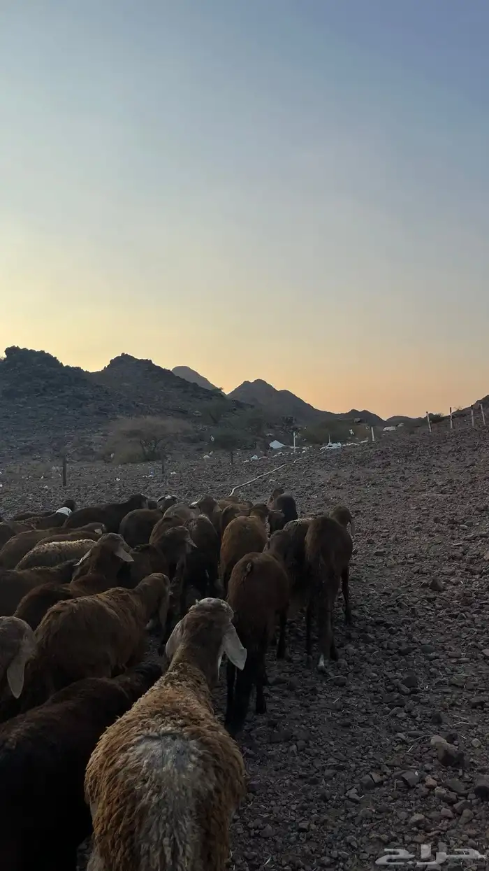 طليان سواكن حمري جادعان مرابى 16