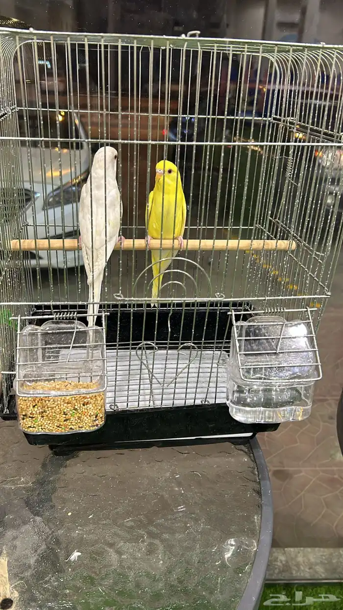 كل الحراج 18