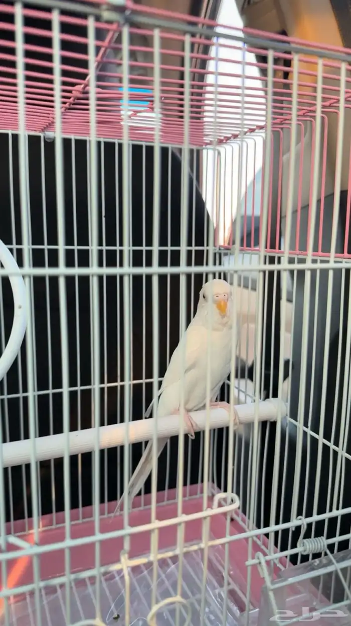 بادجي اللبينو 1