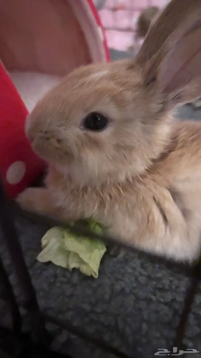 ارنب للبيع 1