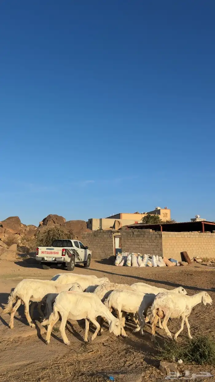 ضان دفيع بفحلها 3