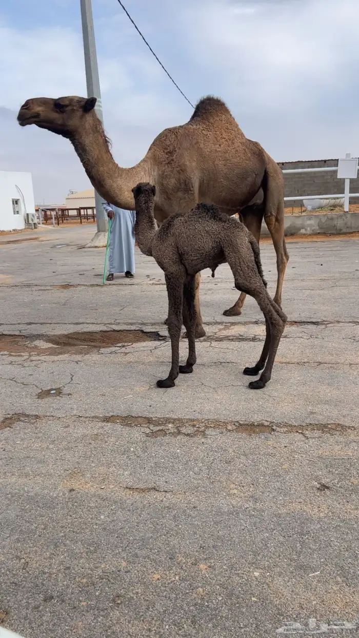 الخلفه الهدية الي تحتها قعود 2