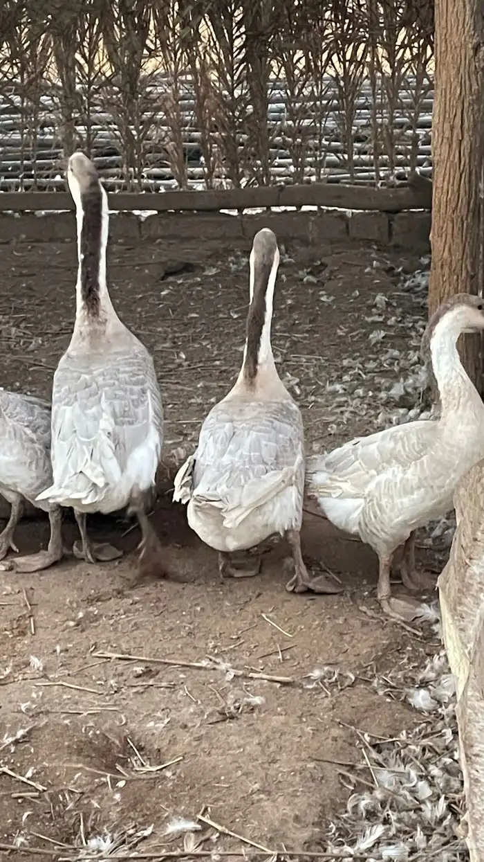 وز عراقي كوبرا 2