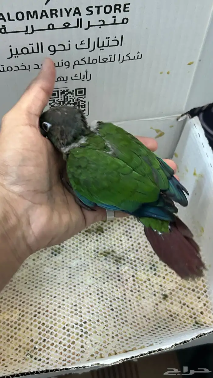 فرخ كنيور قرين شيك 0