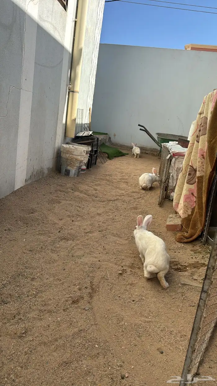 ارنب للبيع فرنسي دفع شرط 0