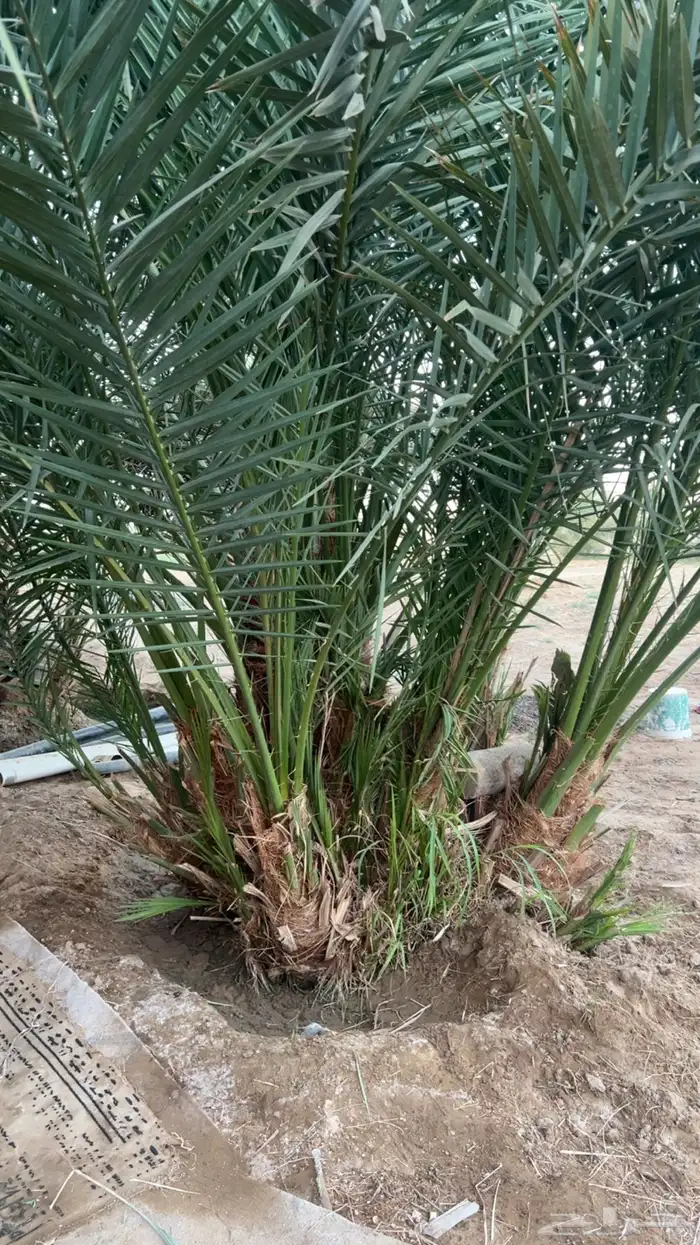 جثيث للبيع بديره ومقفزي وبرني وحمراء عميق ولحق 2