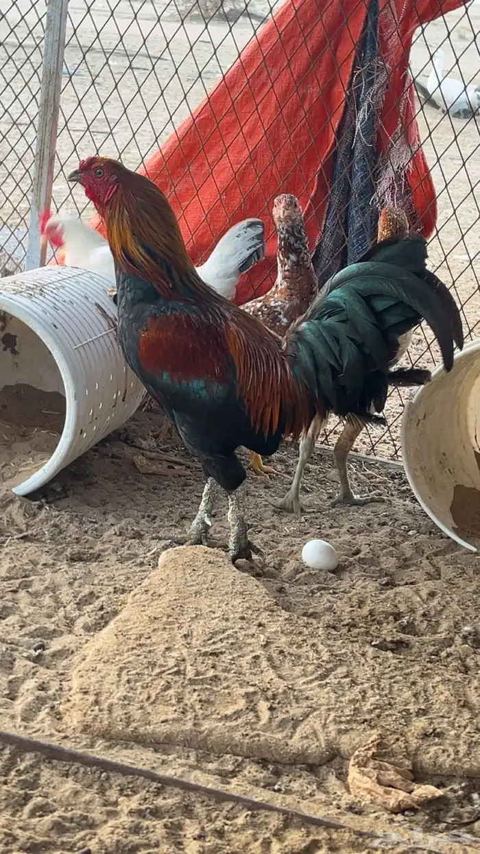 الموقع القنفذة 1