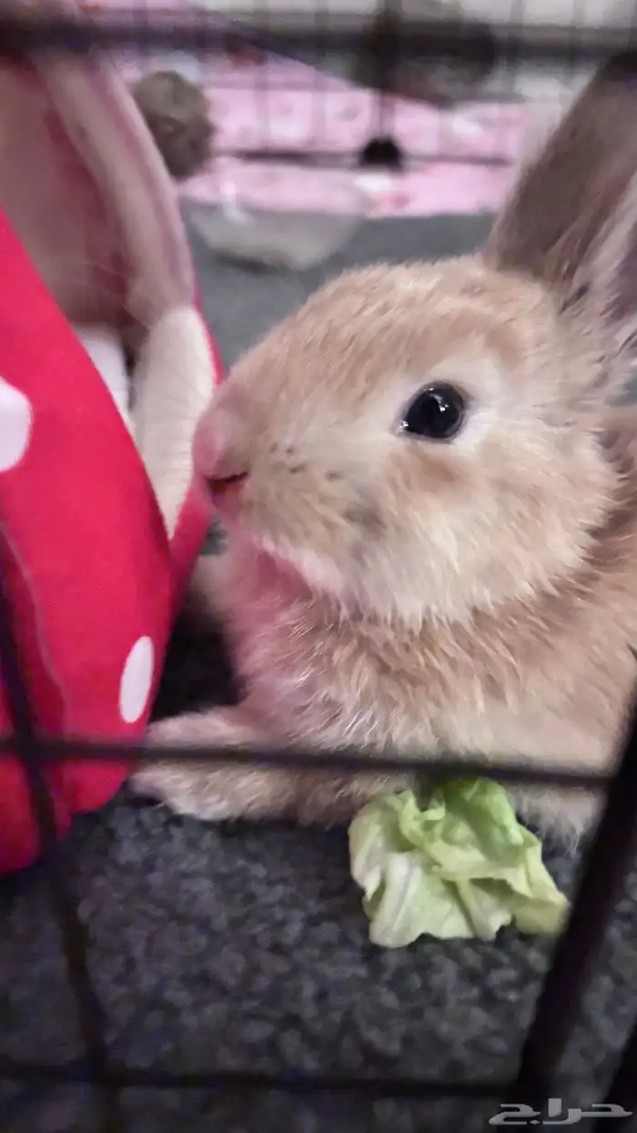 ارنب للبيع 0