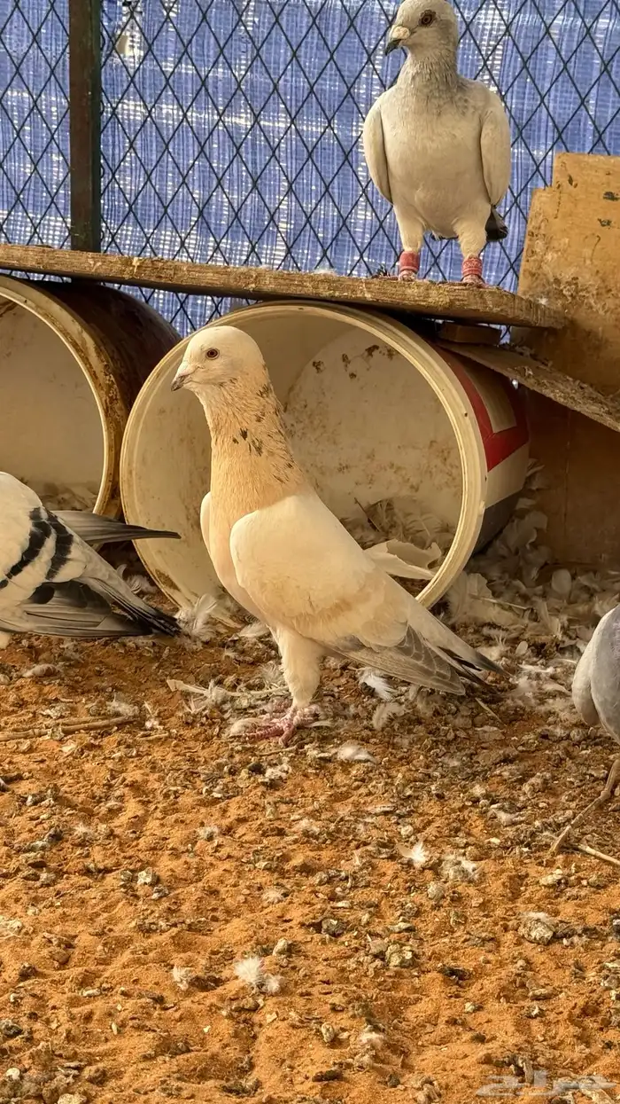 فحل شامي ريحاني 2