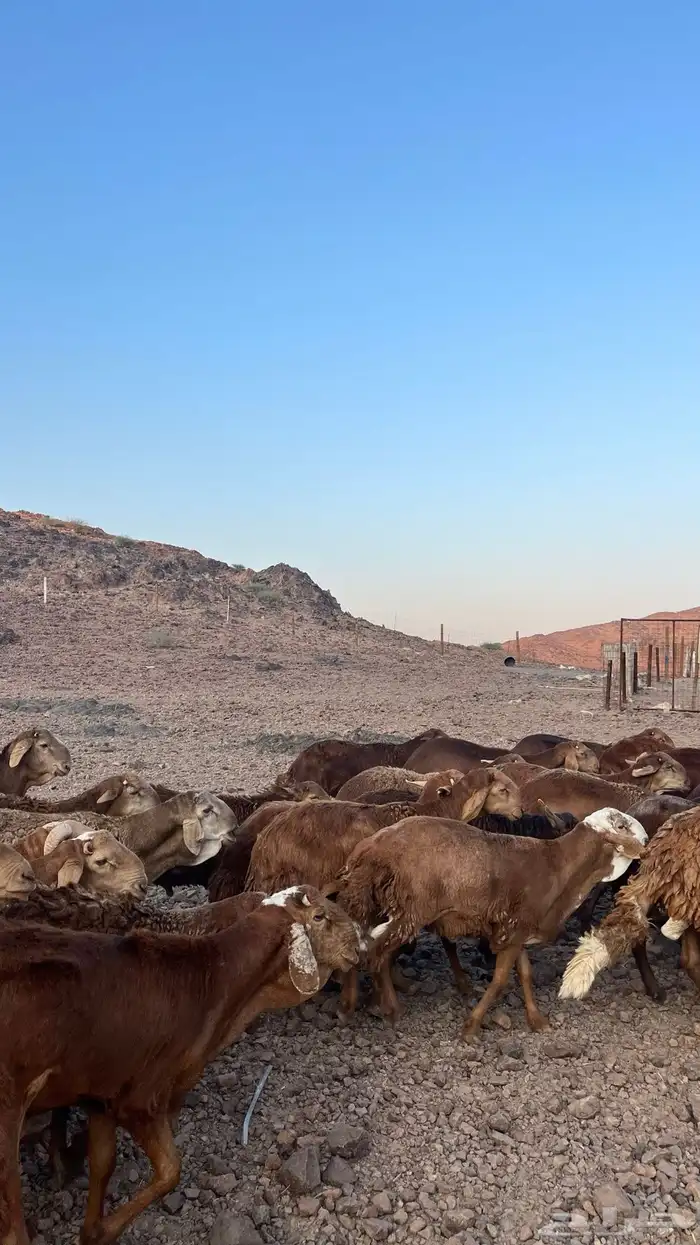 طليان سواكن حمري جادعان مرابى 5