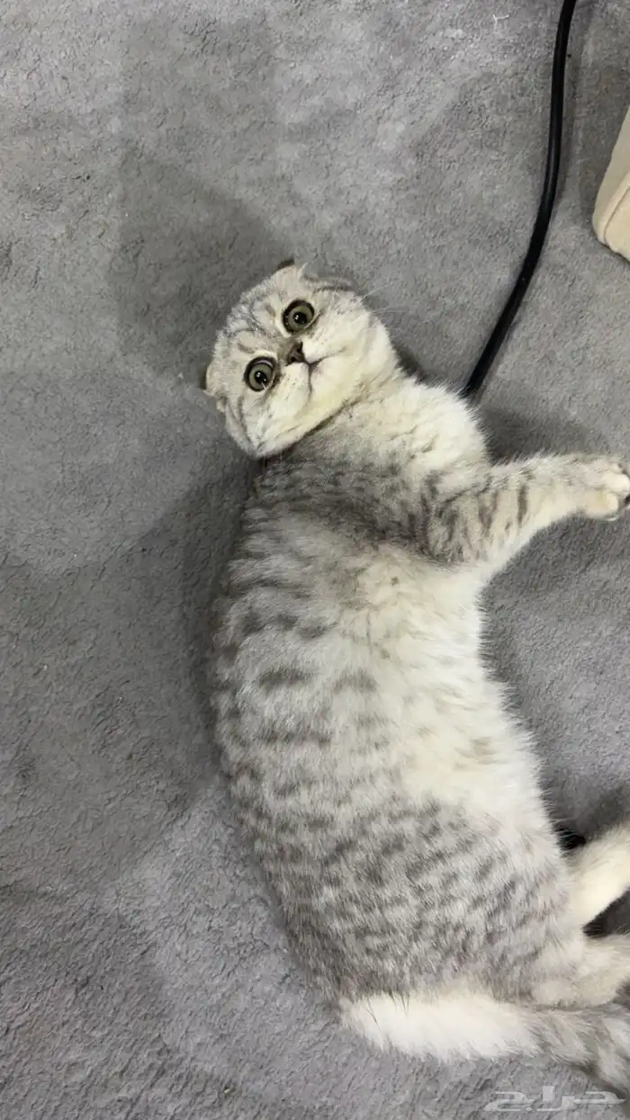 قط سكوتش فولد يوجد تابي 2