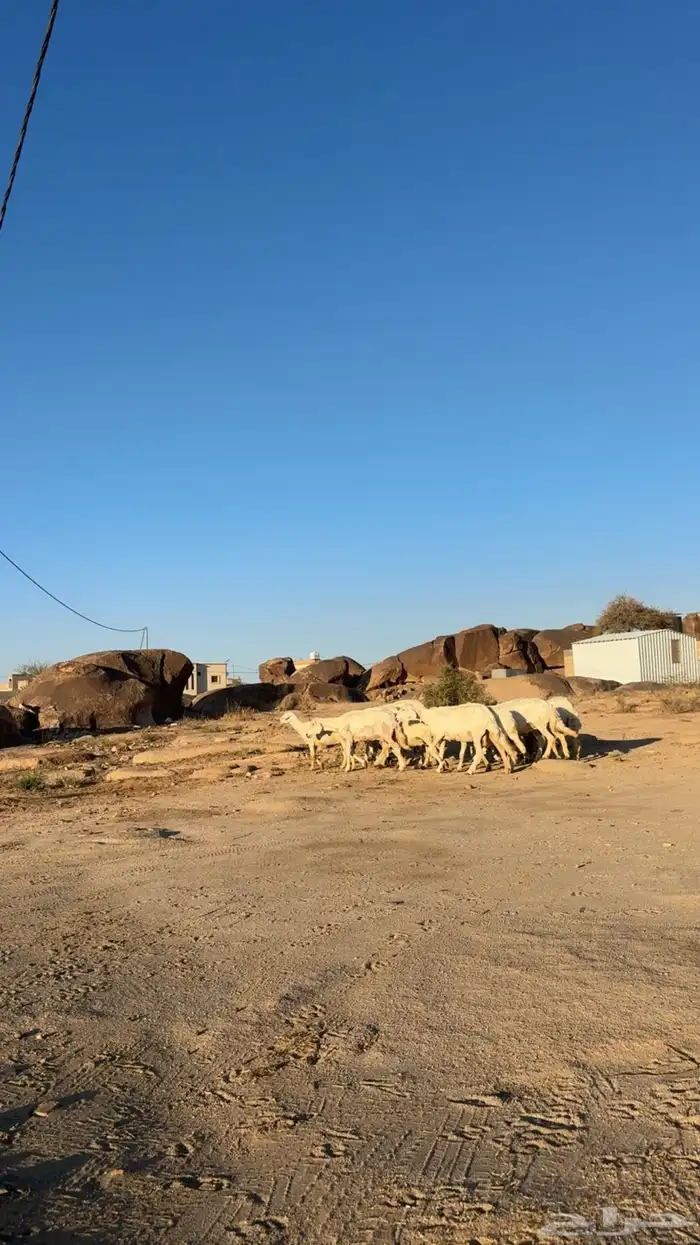 ضان دفيع بفحلها 1