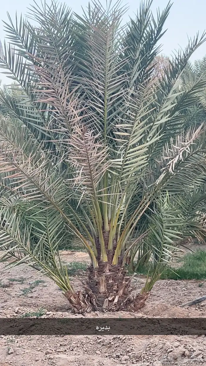 جثيث للبيع بديره ومقفزي وبرني وحمراء عميق ولحق 5