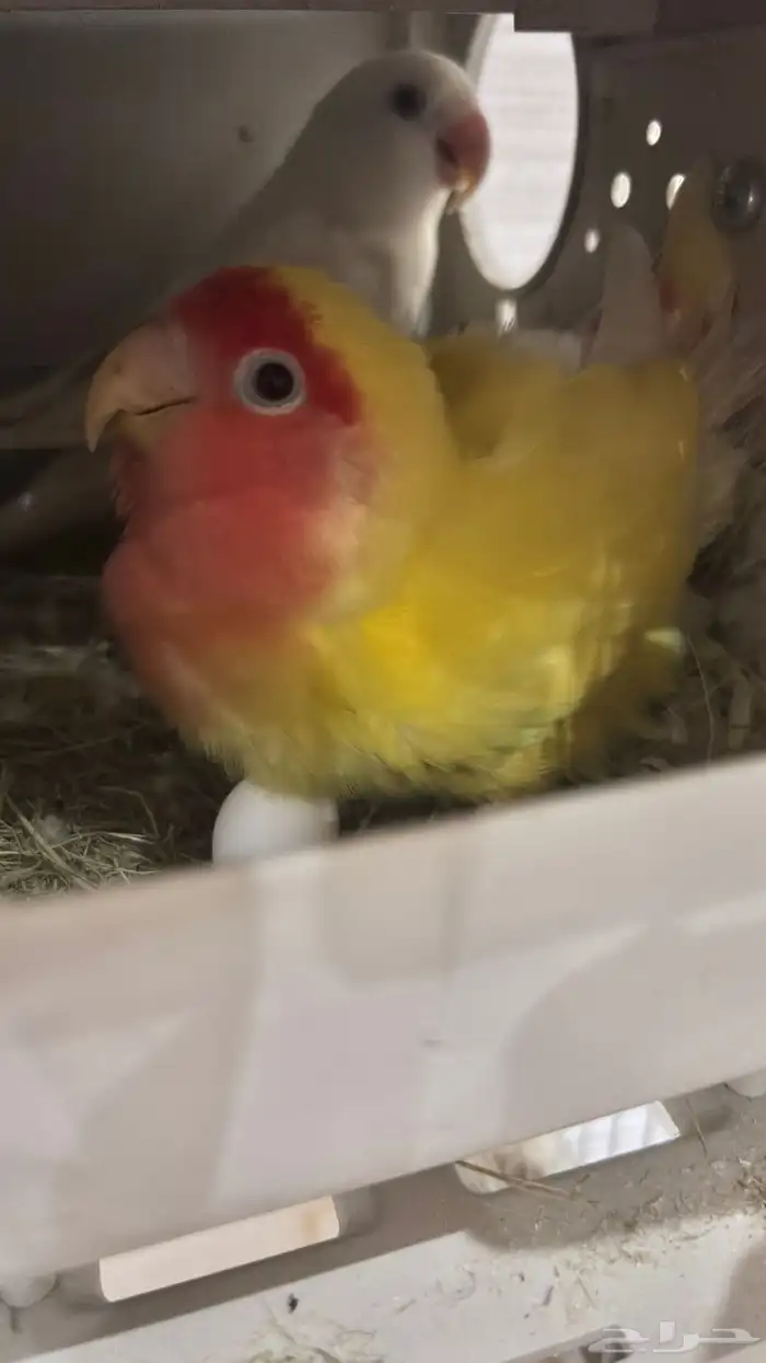 جوز روز منتج 4