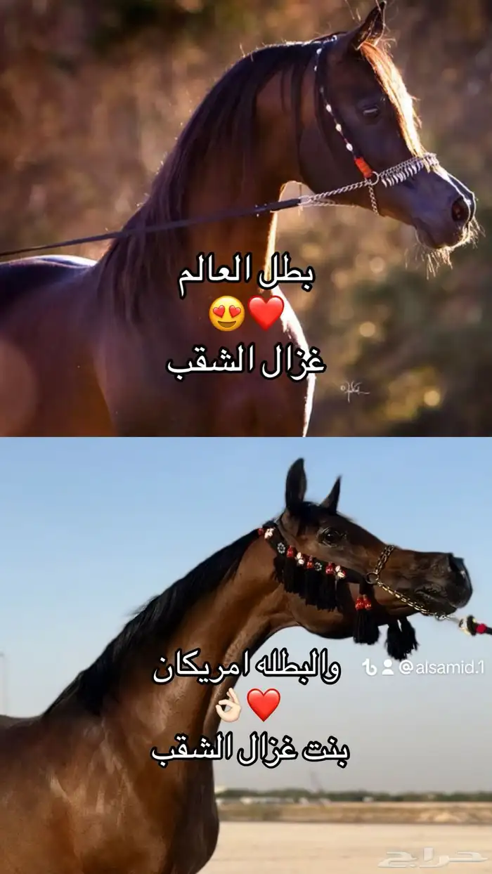 بنت غزال الشقب فاخرهه البيع سمح باذن الله 1