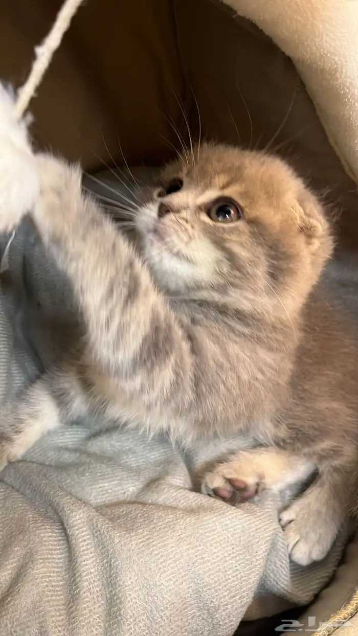 قطوة سكوتش هيمالايا 4