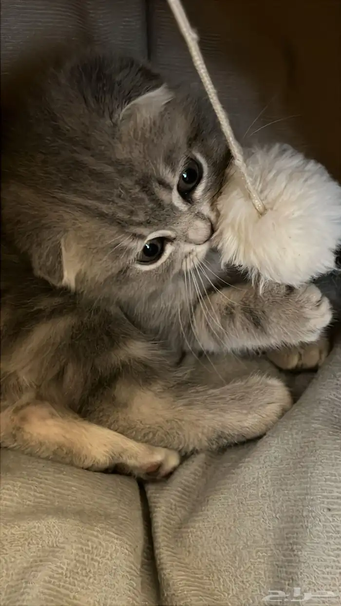 قطوة سكوتش هيمالايا 0