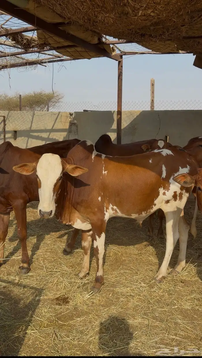 حسلان بلدي سمان وطيبه 6