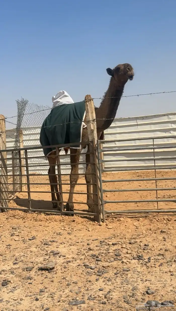 قعود مفرود 0