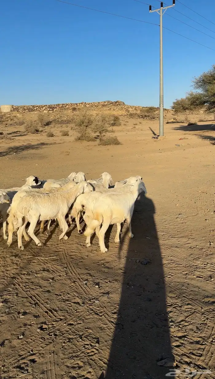 ضان دفيع العدد 29 راس الحد 20 الف 3