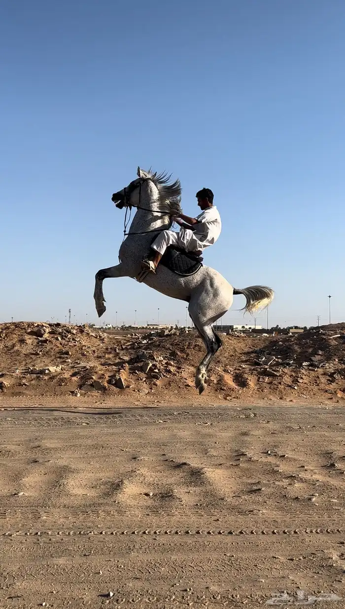 حصان شعبي طرب 0