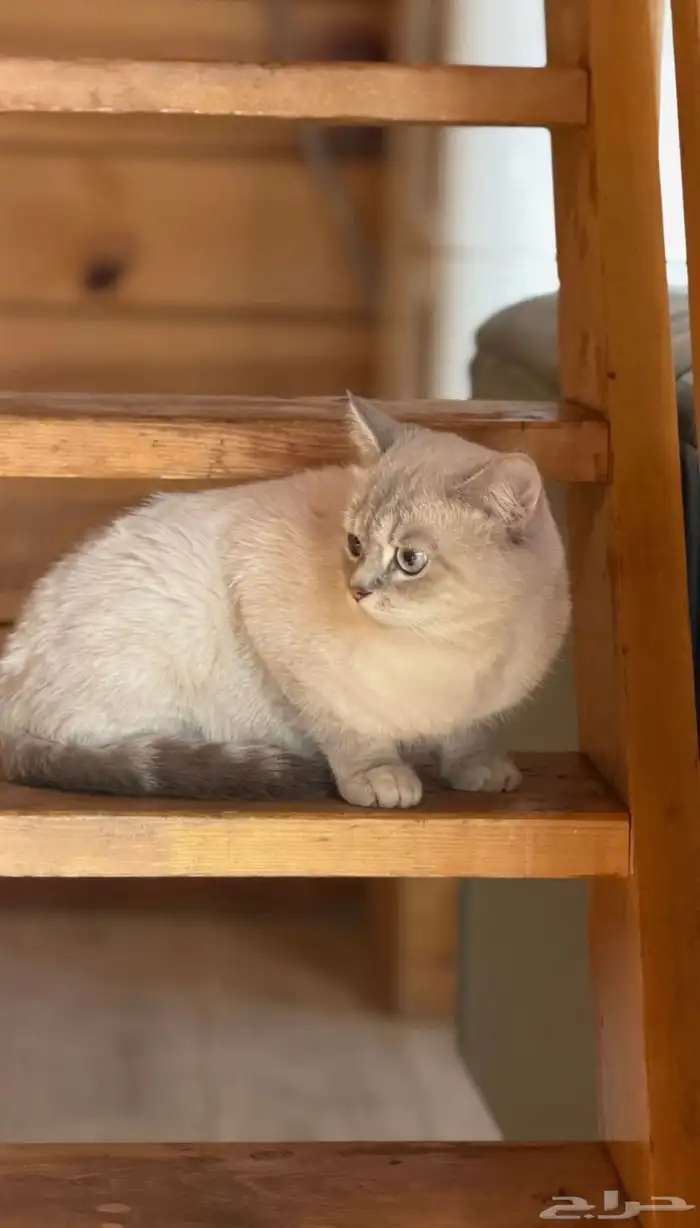 قط للتزاوج 1