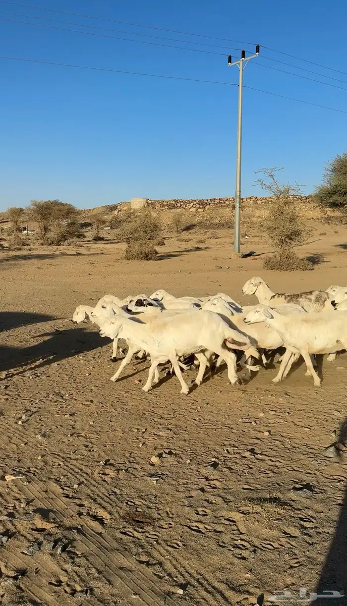 ضان دفيع العدد 29 راس الحد 20 الف 1