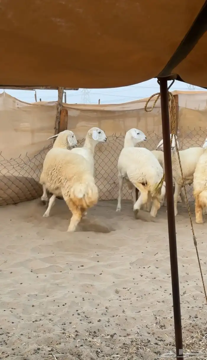 7 رخال صنف الصنف الي يبي يسس مراح القناي 2