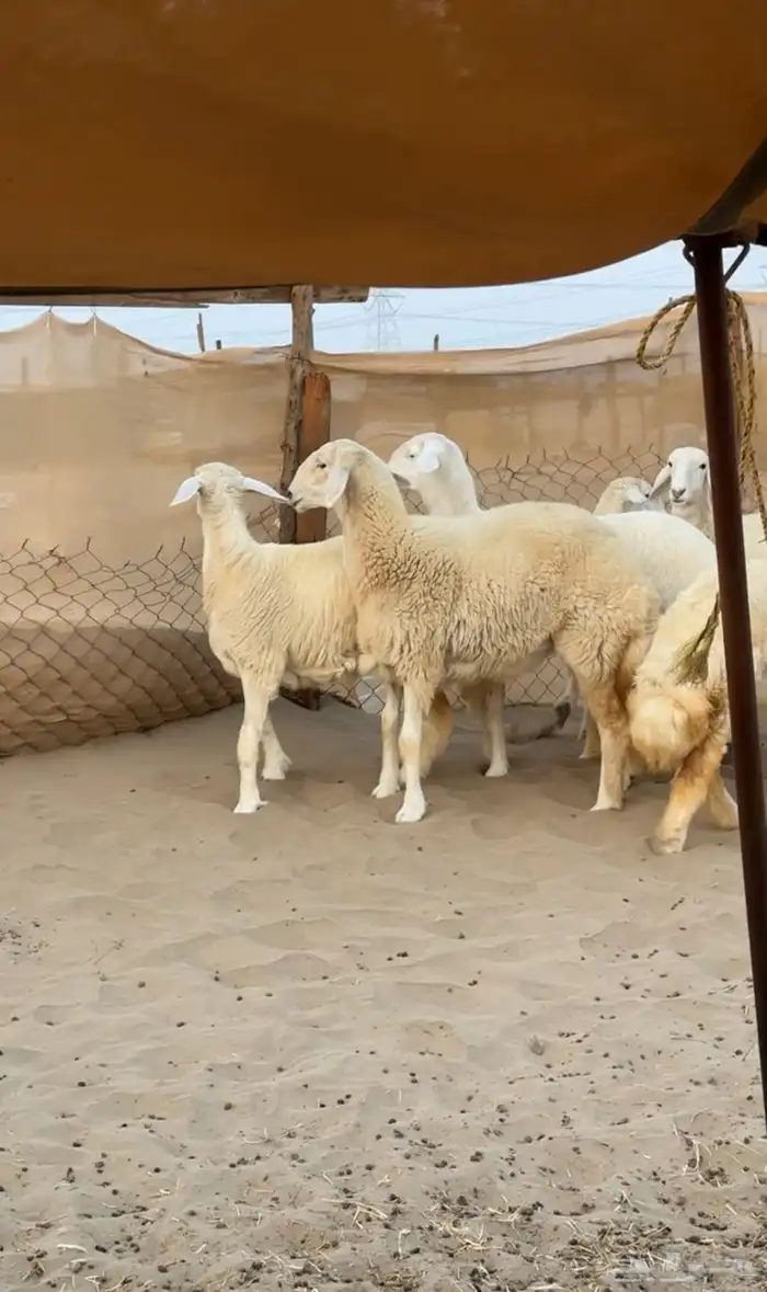 7 رخال صنف الصنف الي يبي يسس مراح القناي 5