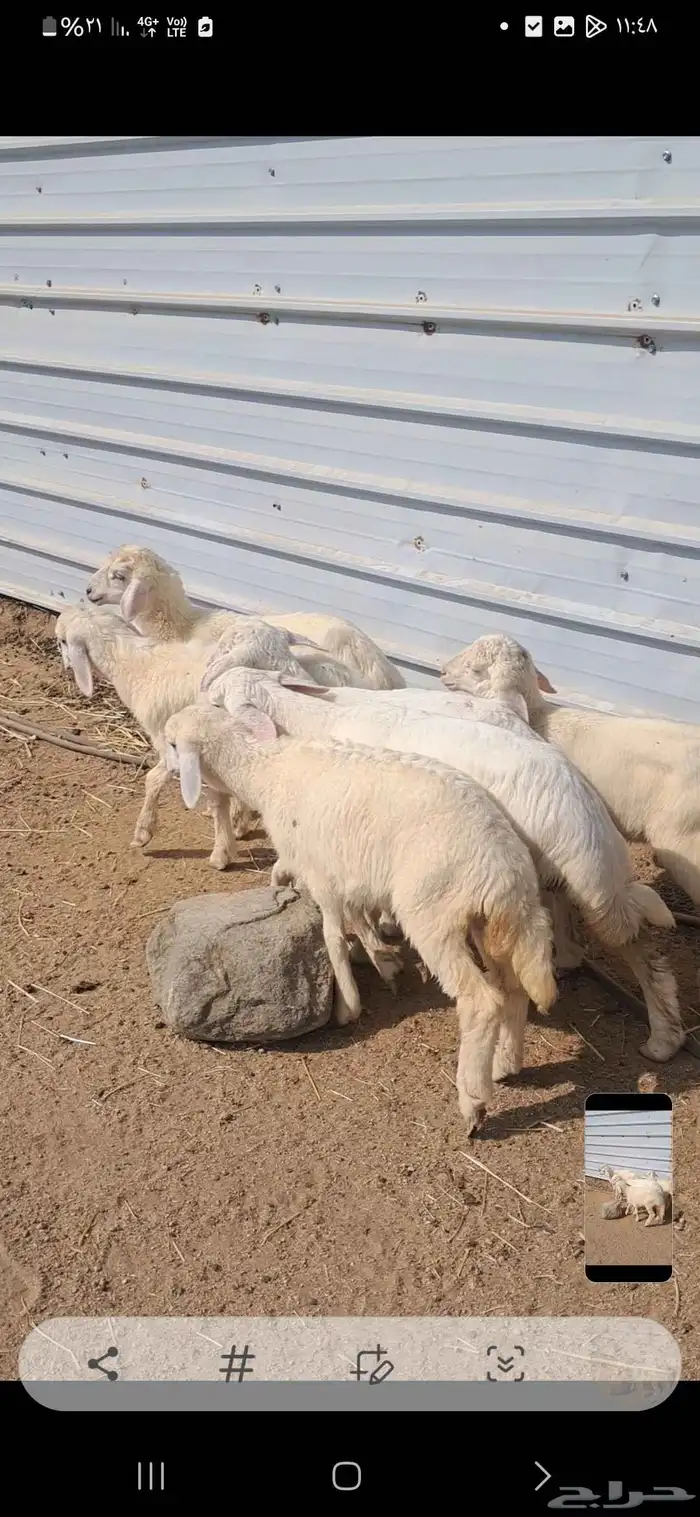 للبيع بهم نضيف وشحم 5