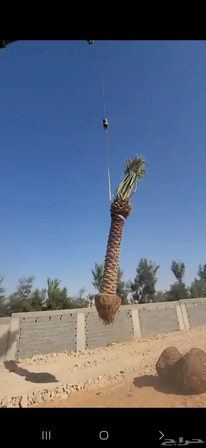 نخل نخيل للبيع نقوم بتوفير جميع انوع النخيل  مكه جده  الطايف 7