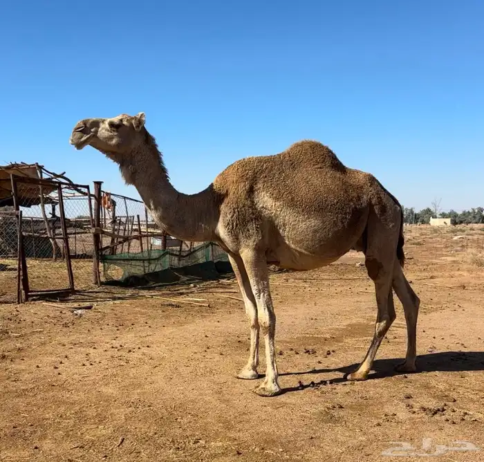 لقحه شقحاء 2