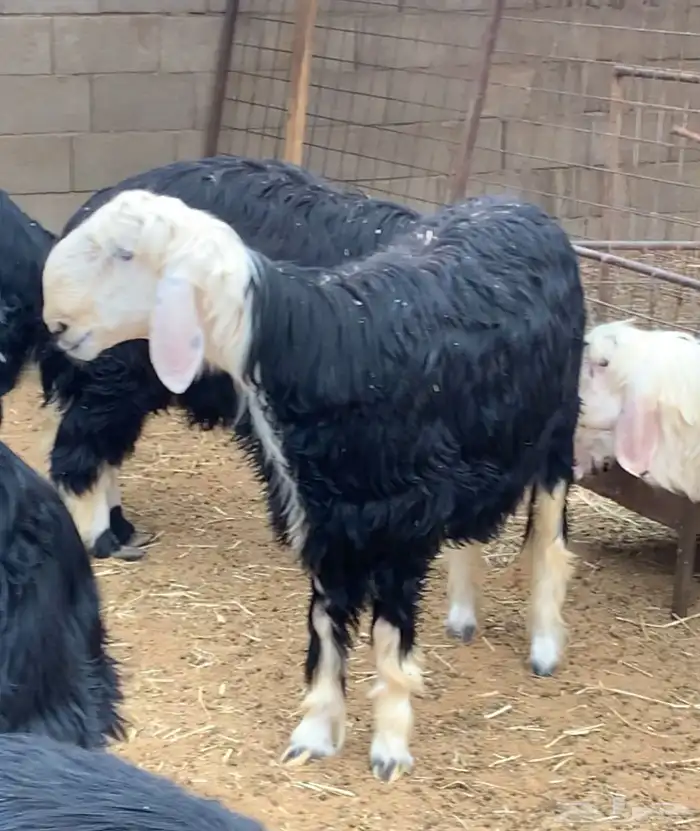 بهم نجد جبر 5