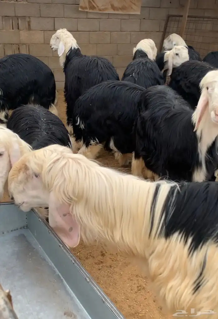 بهم نجد جبر 1