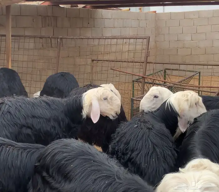 بهم نجد جبر 3