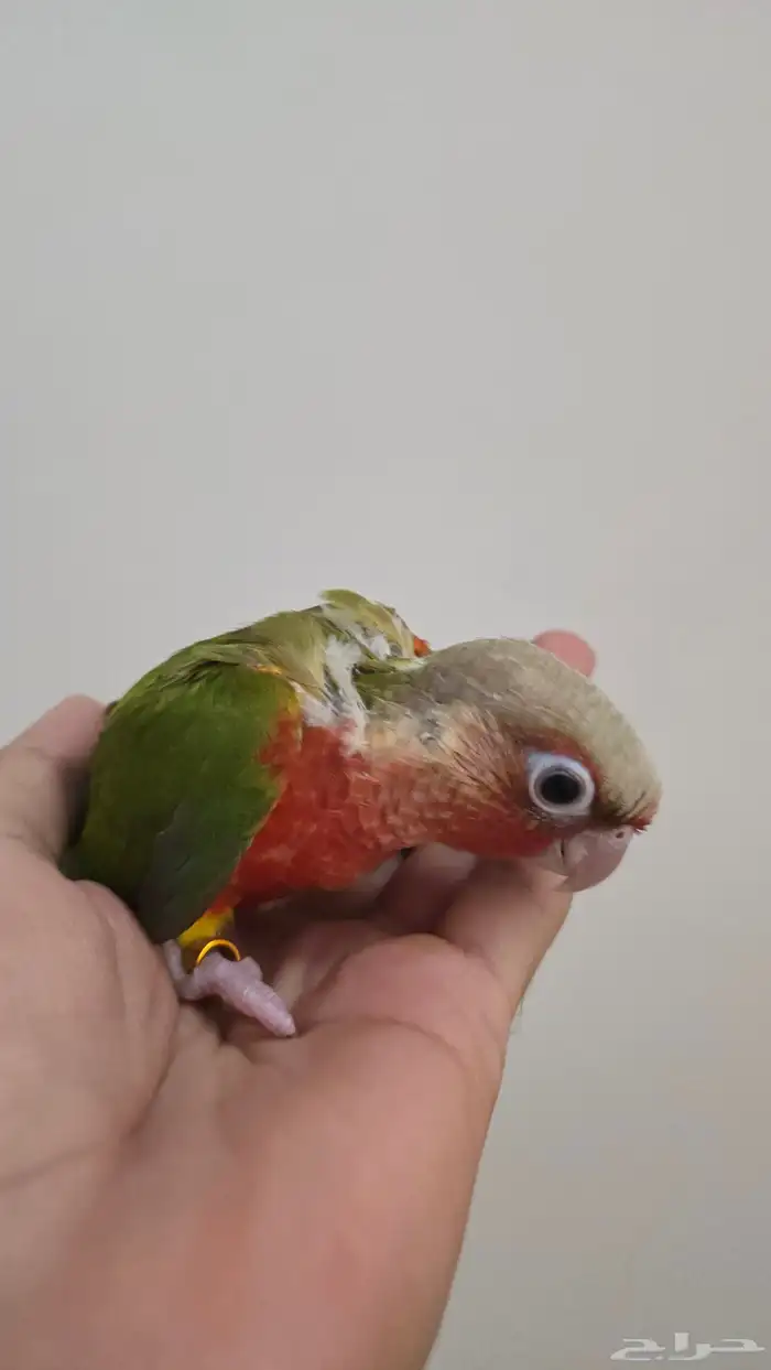 نفذت الكمية 1