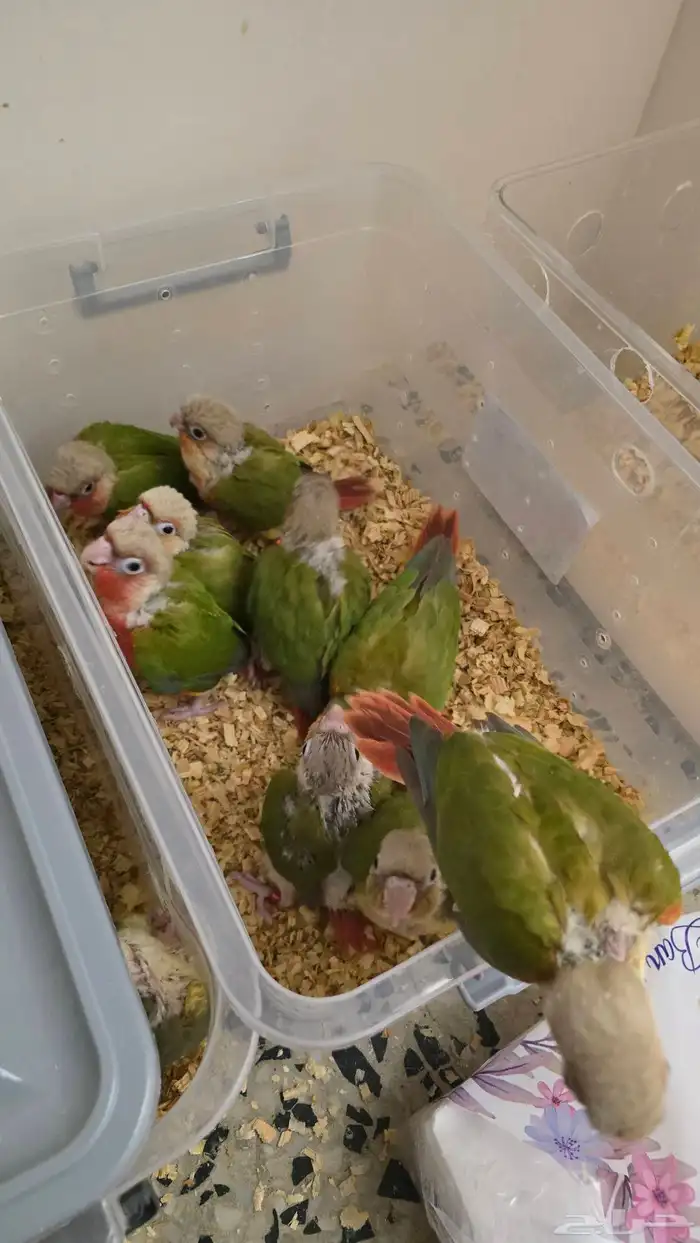 نفذت الكمية 3