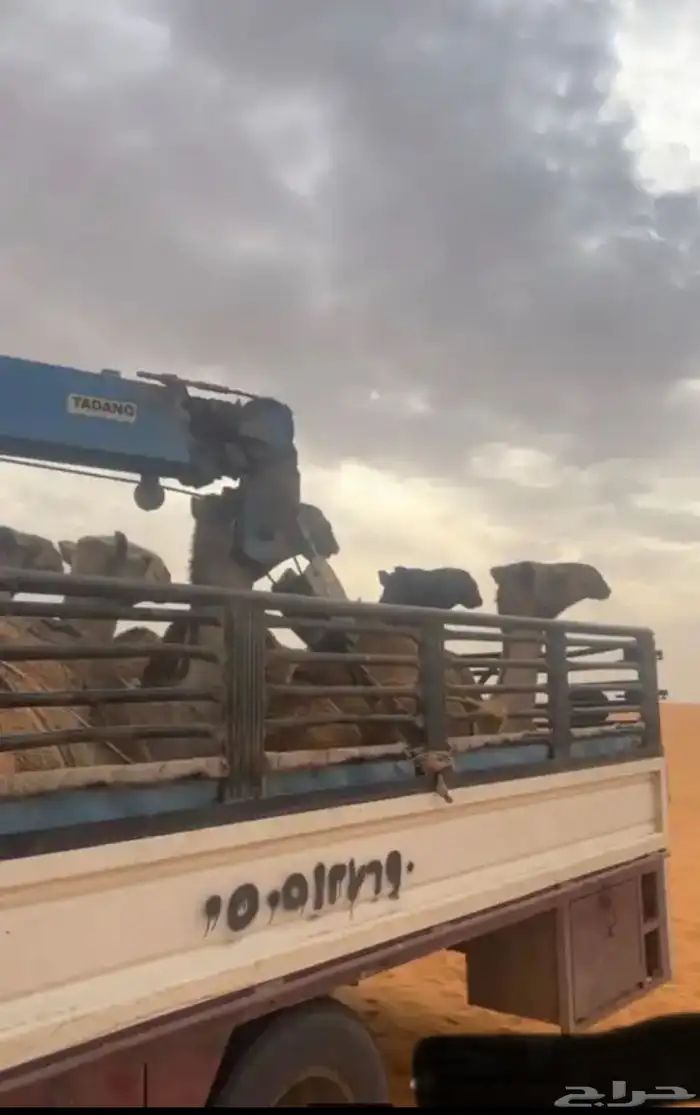 دنا ونش تحميل البل 1