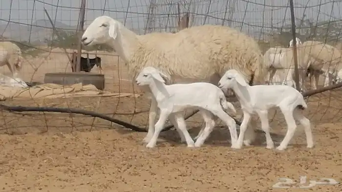 رخل حرية خلفه متاؤم تحتها 2 رخال صنف 2