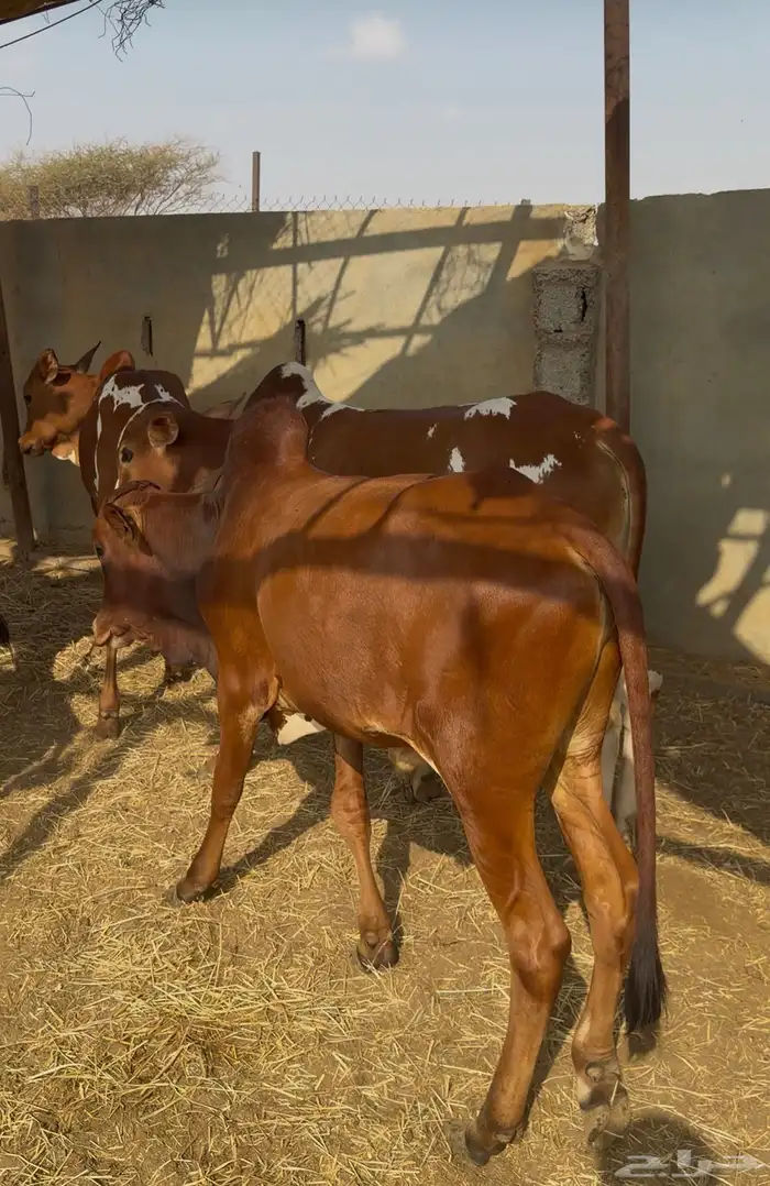 حسلان بلدي سمان وطيبه 5