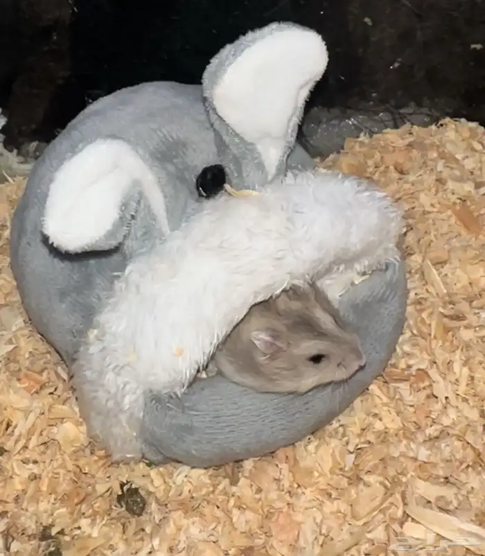 هامستر ونتر النادر 3