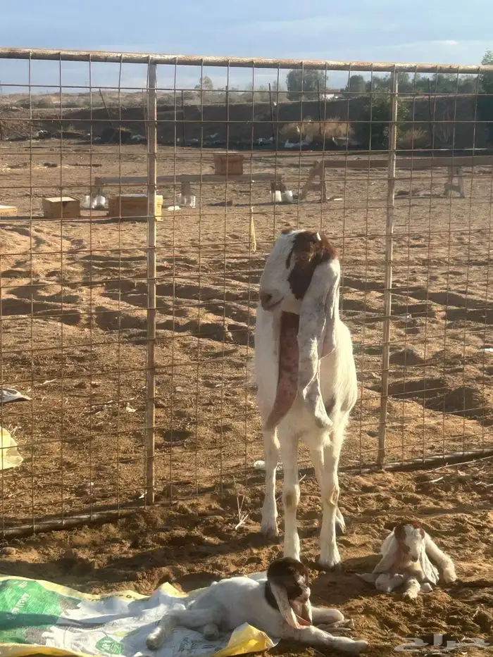 معزي هولنديه للبيع 8