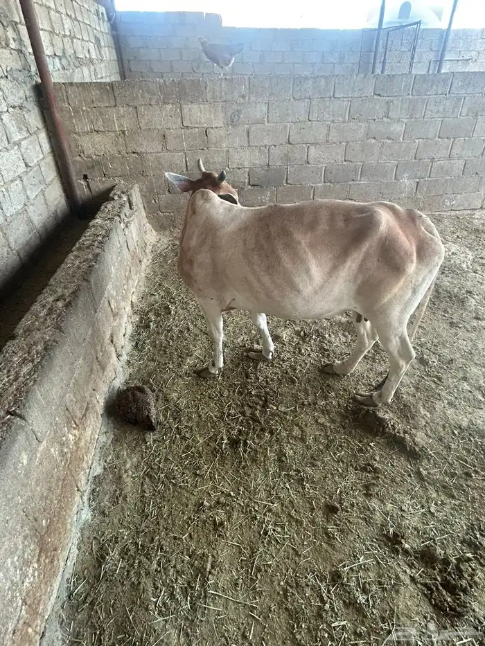 بقره تحتها حسيله 3