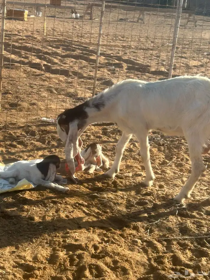 معزي هولنديه للبيع 4