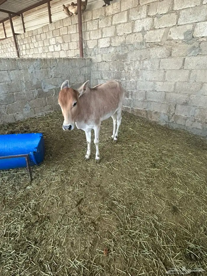 بقره تحتها حسيله 0