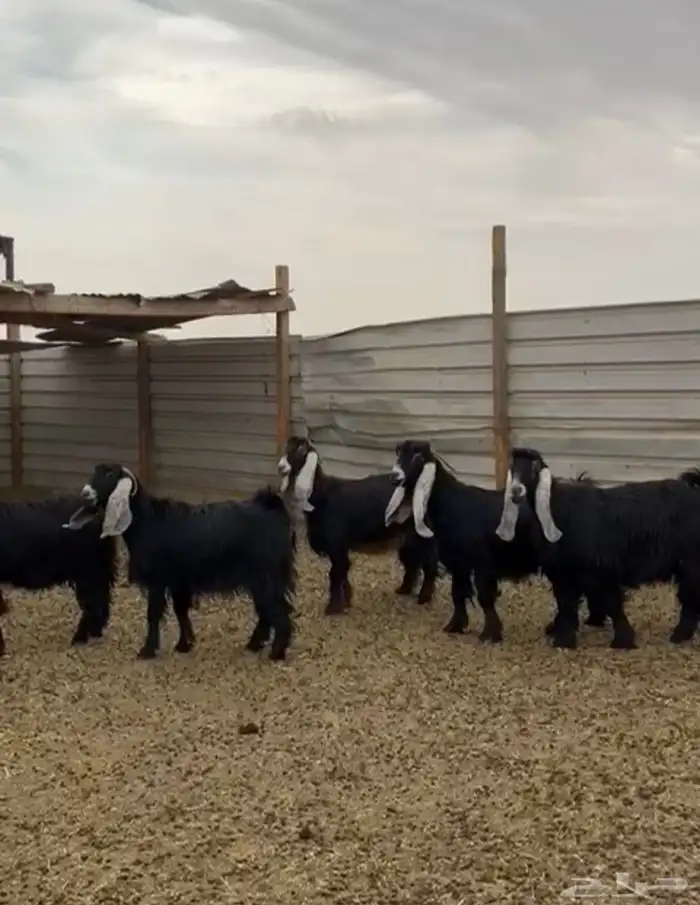 معزا عوارض فاخره 3