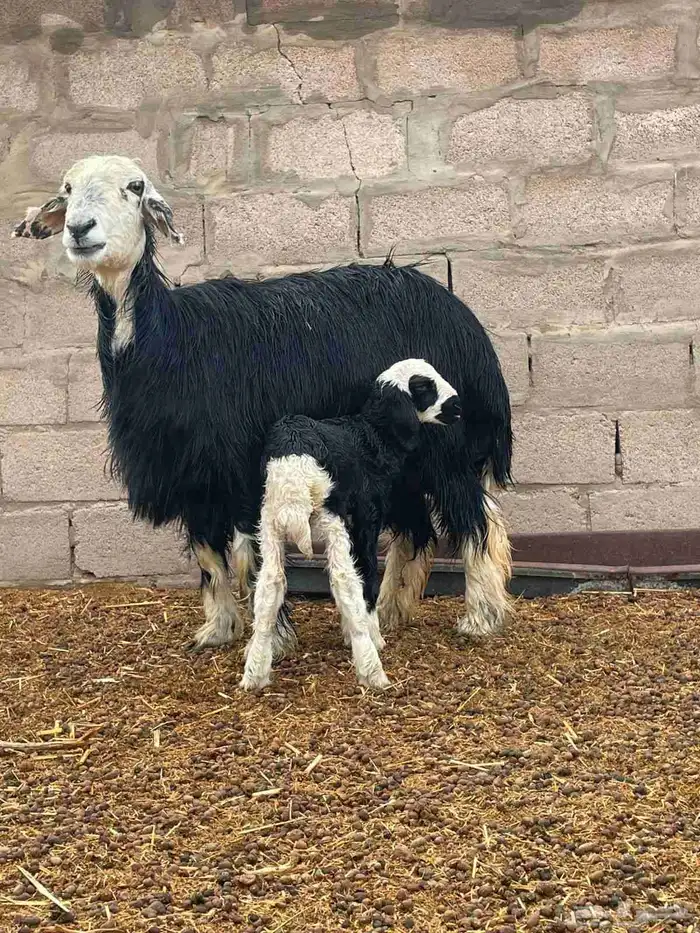 نجديه رباع 1